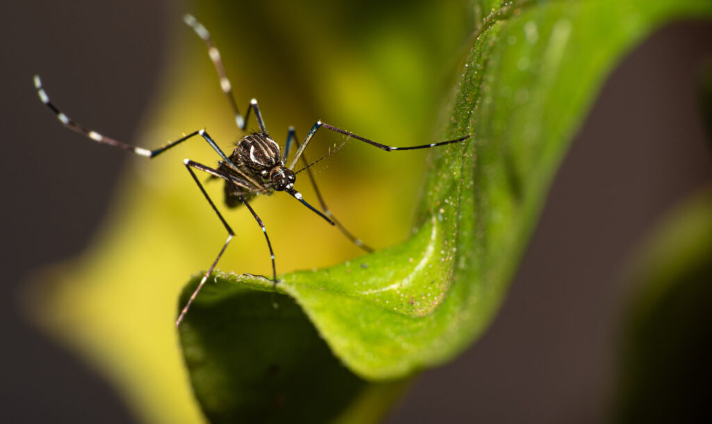 Imagem Ilustrando a Notícia: Nova vacina contra a dengue chega na rede privada de saúde de Goiânia