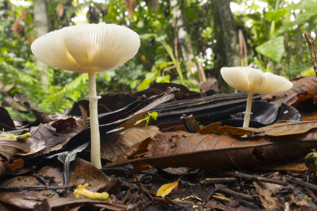 Imagem Ilustrando a Notícia: Saiba como os fungos são capazes de regular a própria temperatura