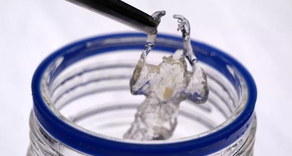 Imagem Ilustrando a Notícia: Camundongo transparente pode auxiliar nos testes de drogas contra o câncer
