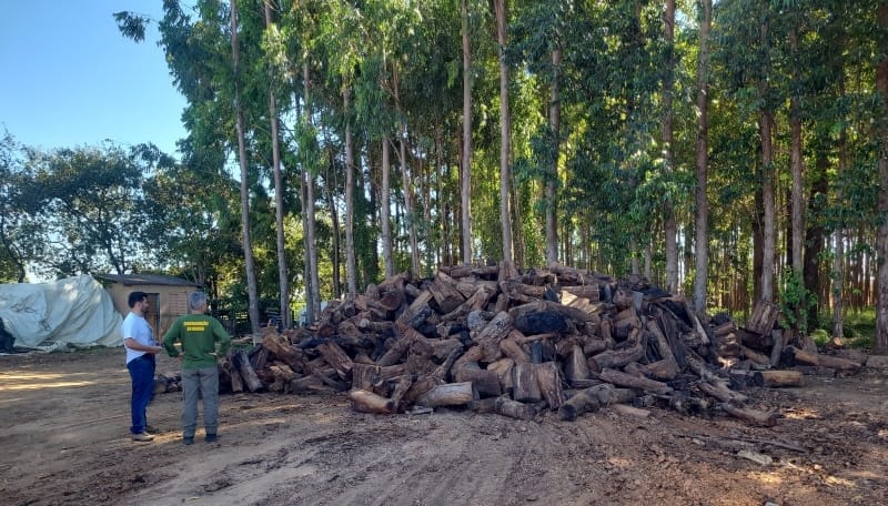 Imagem Ilustrando a Notícia: Em três meses, Semad aplica multas que somam R$ 2 milhões por armazenamento e venda ilegal de madeira