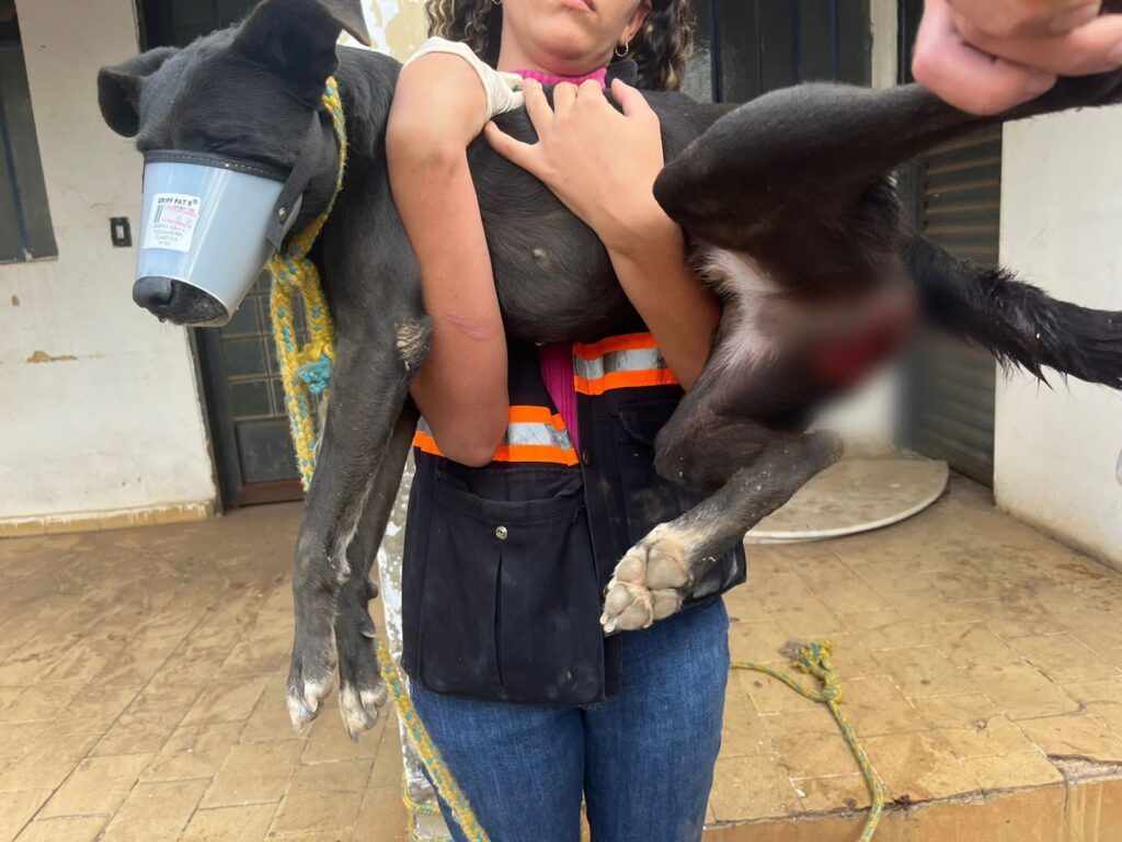 Imagem Ilustrando a Notícia: Homem é preso suspeito de zoofilia contra uma cadela, em Aparecida de Goiânia