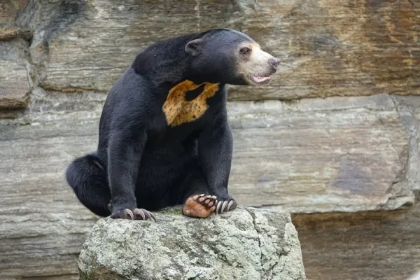 Imagem Ilustrando a Notícia: Zoológico chinês nega que seus ursos são humanos fantasiados