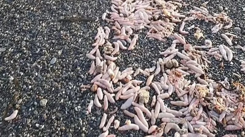 Imagem Ilustrando a Notícia: Praia da Argentina registra aparecimento de ‘peixes-pênis’