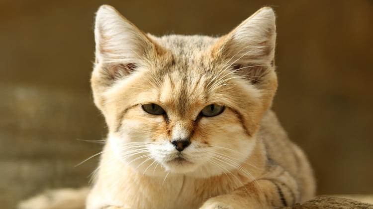 Imagem Ilustrando a Notícia: Um animal fofinho, mas que bebe sangue para sobreviver: Conheça o gato-do-deserto