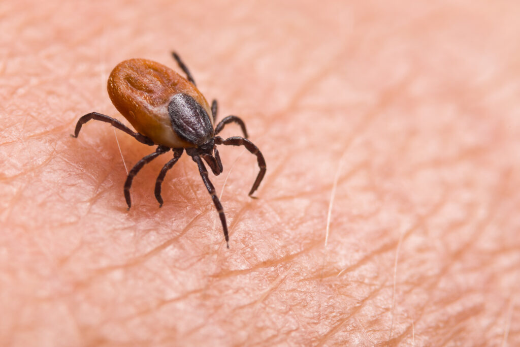 Imagem Ilustrando a Notícia: O que é a doença de Lyme?