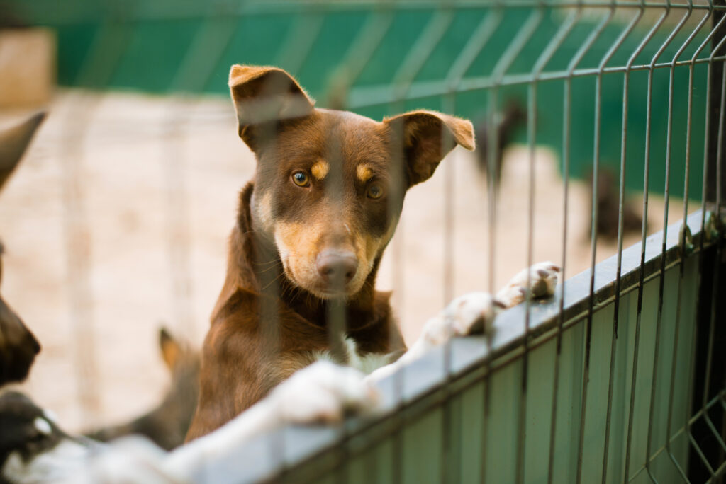 Imagem Ilustrando a Notícia: Cães serão assistentes de acusação de processo em Curitiba