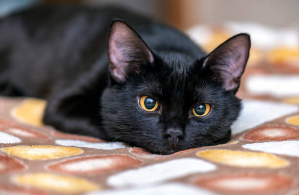 Imagem Ilustrando a Notícia: Hoje é o Dia Internacional da Apreciação do Gato Preto