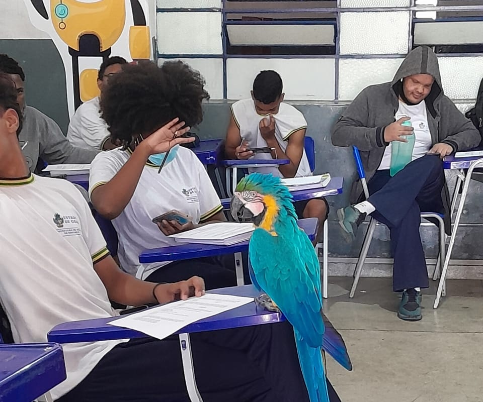Imagem Ilustrando a Notícia: Bombeiros resgatam arara canindé em sala de colégio estadual de Cavalcante