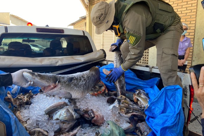 Imagem Ilustrando a Notícia: Apreensão de pescado bate recorde em última semana de operação no Araguaia