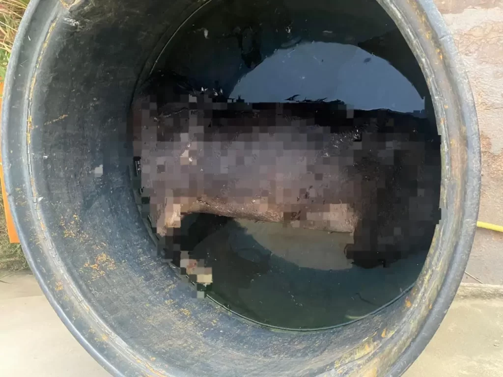 Imagem Ilustrando a Notícia: Cães são encontrados decapitados em casa de Anápolis