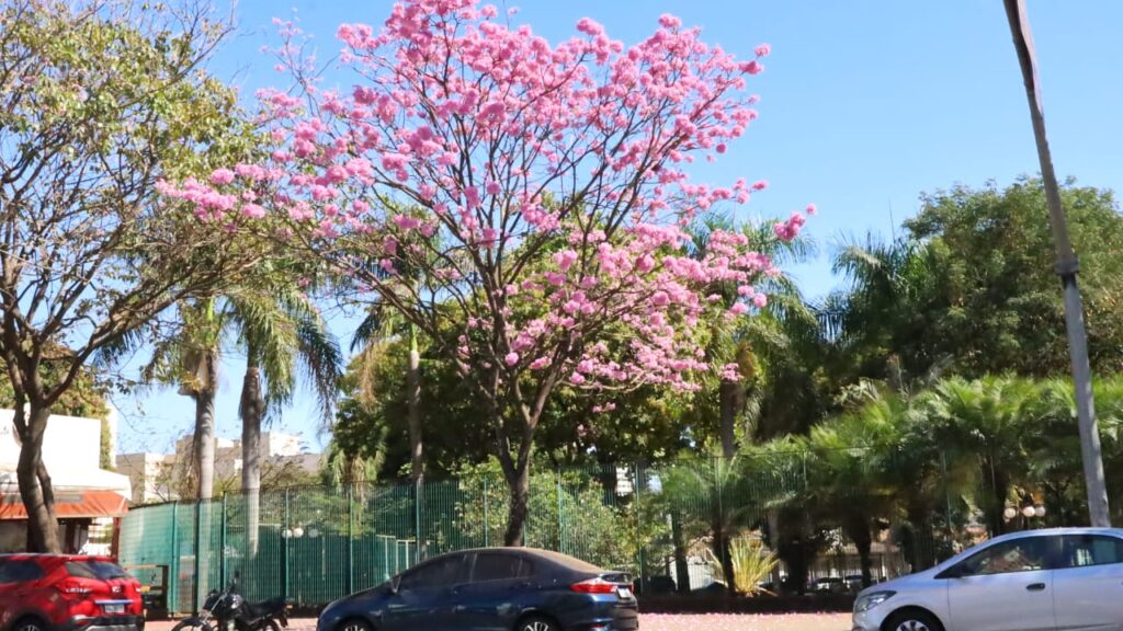 Imagem Ilustrando a Notícia: Ipês e Cega-Machado começam a florir e a encantar a população em Goiânia