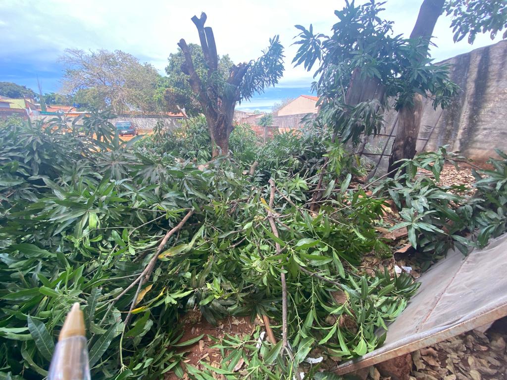 Imagem Ilustrando a Notícia: Proprietários são autuados por tentativa de retirada clandestina de árvores em Goiânia
