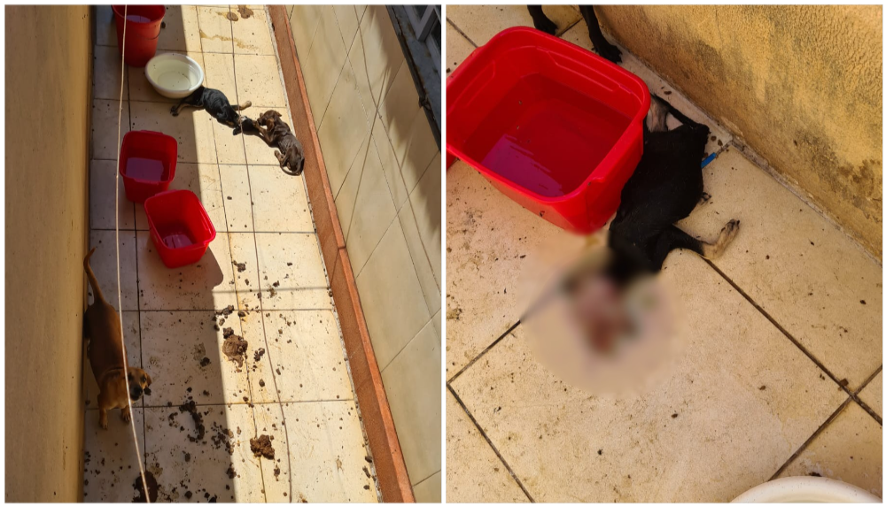 Imagem Ilustrando a Notícia: Cães comiam filhote morto em caso de maus-tratos a animais no Setor Centro-Oeste, em Goiânia