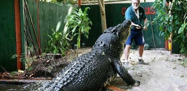 Imagem Ilustrando a Notícia: O ancião das águas: crocodilo gigante de 120 anos desafia as expectativas de vida da espécie