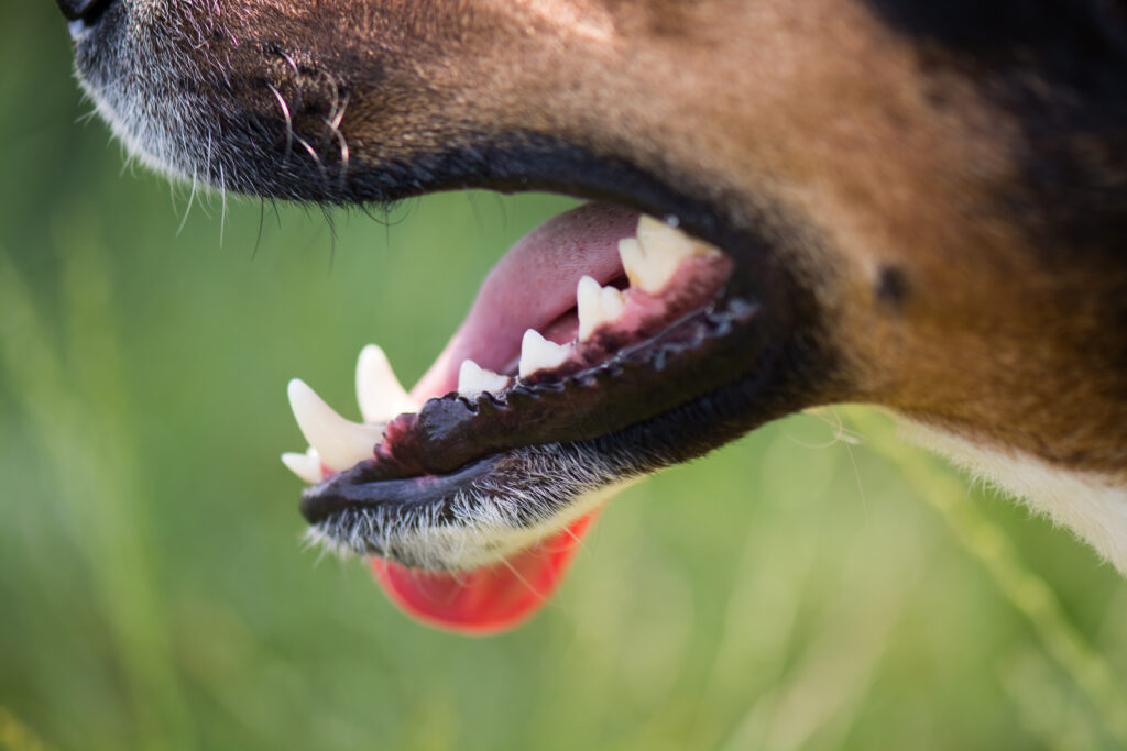 Imagem Ilustrando a Notícia: O que são as “serrinhas” na boca dos cães?
