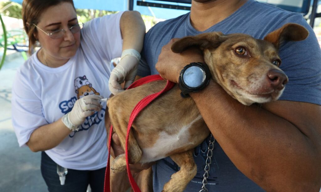 Imagem Ilustrando a Notícia: Campanha de Vacinação Antirrábica em Goiânia imuniza mais de 28 mil cães e gatos