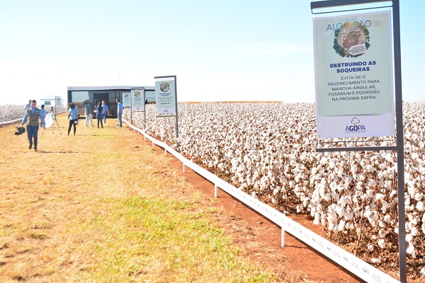 Imagem Ilustrando a Notícia: Colheita de algodão bate recorde após aumento da área de plantio