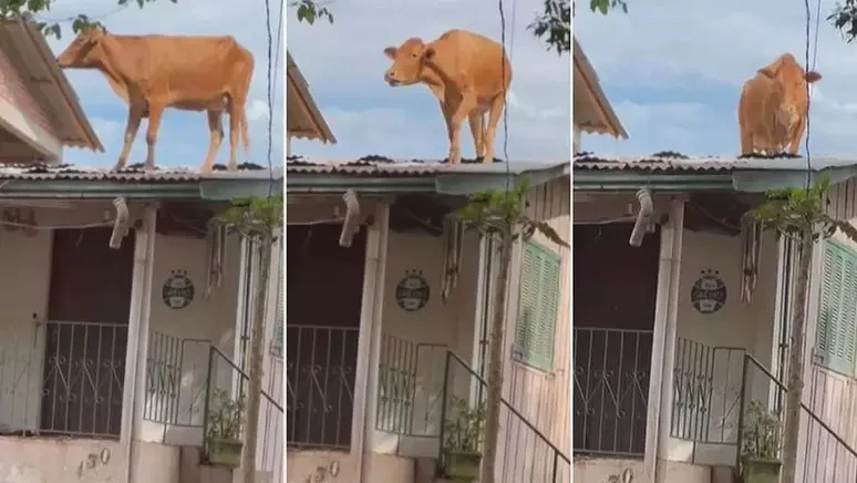 Imagem Ilustrando a Notícia: Vaca é resgatada no telhado de uma casa após fortes chuvas no RS