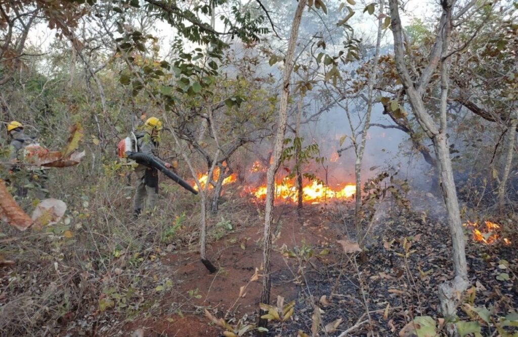 Imagem Ilustrando a Notícia: Governo publica decreto que garante ação rápida contra incêndios florestais em Goiás