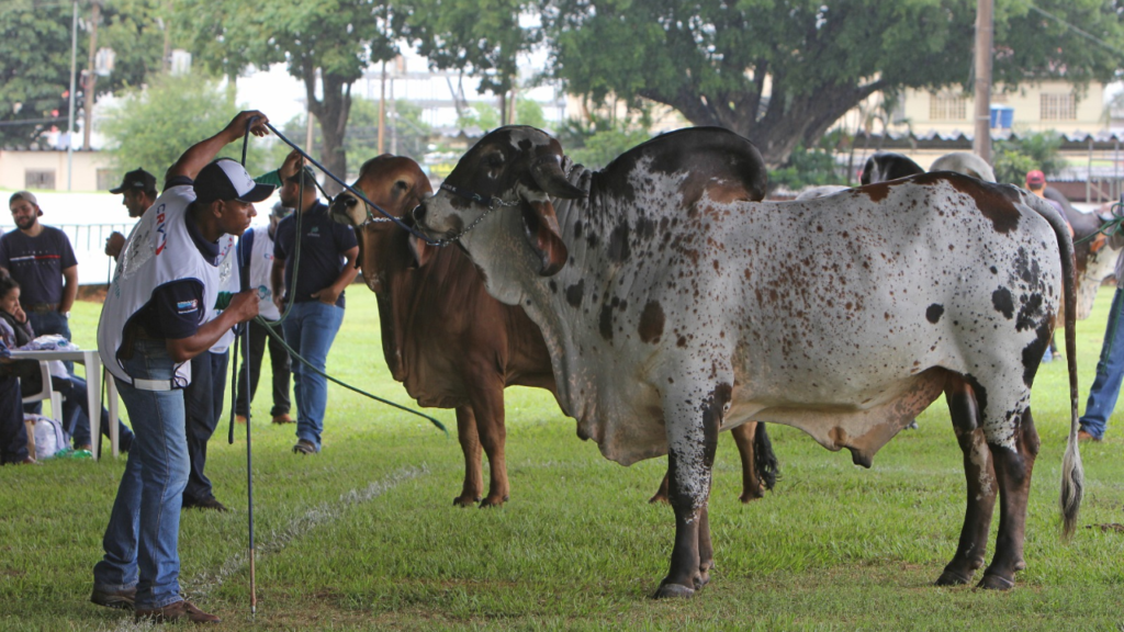 Imagem Ilustrando a Notícia: Feira de bovinos reúne mais de 500 animais de raças com eventos e degustações para convidados