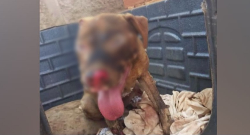Imagem Ilustrando a Notícia: Vídeo: Incêndio em Anápolis deixa cachorro com queimaduras graves