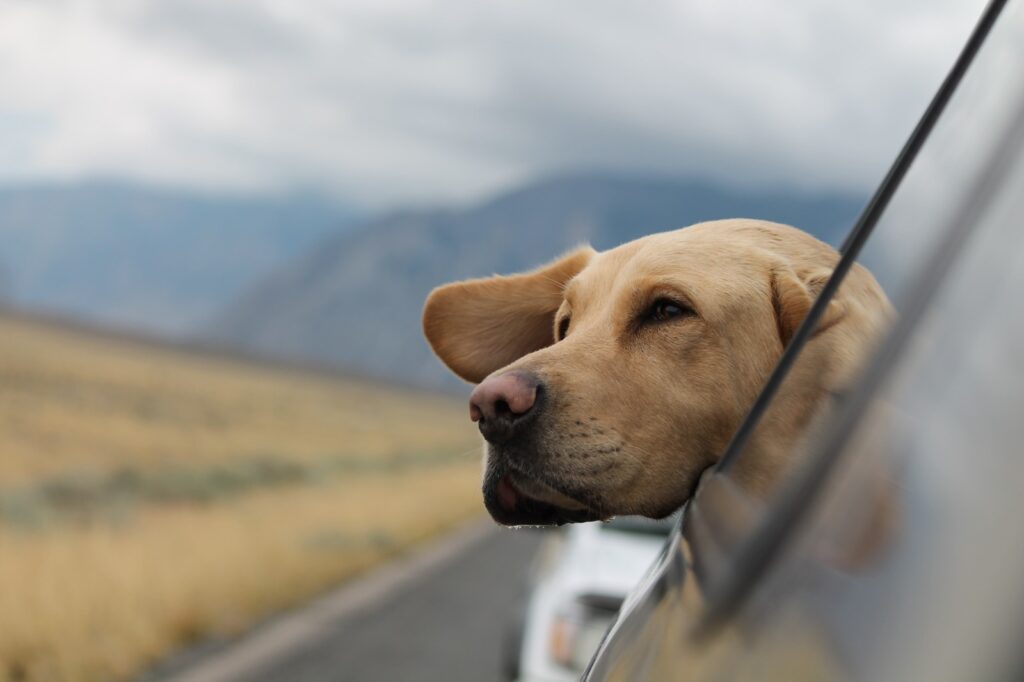 Imagem Ilustrando a Notícia: Viajando com cães: um guia abrangente para uma exploração que aceita animais de estimação
