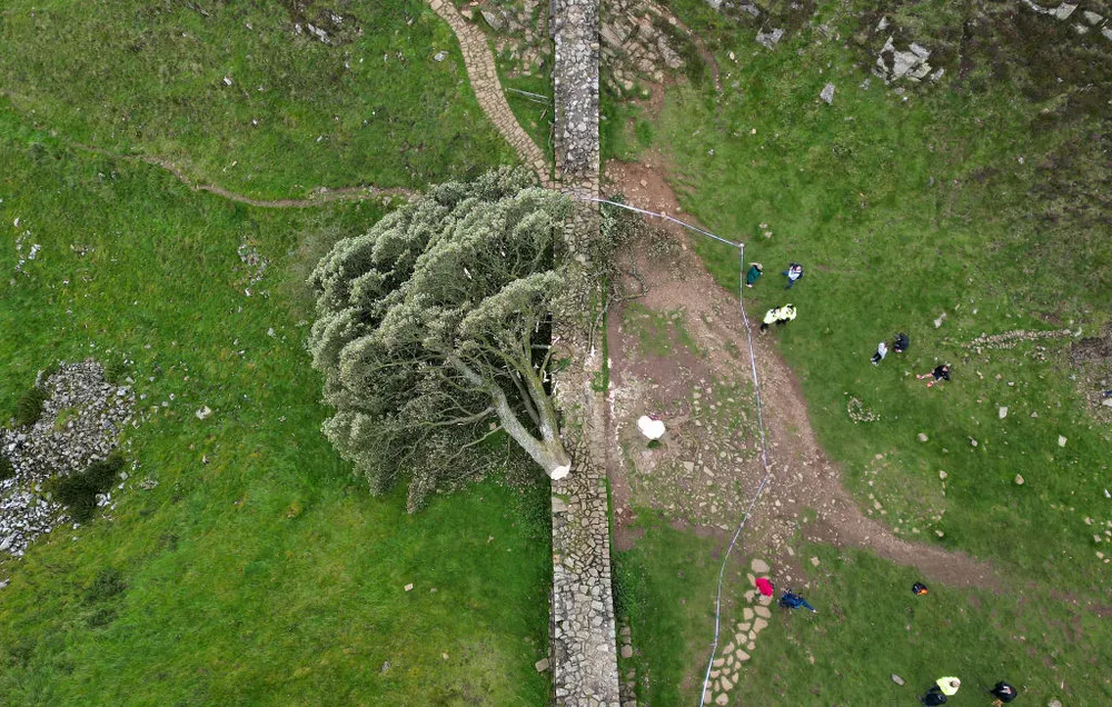 Imagem Ilustrando a Notícia: Jovem de 16 anos é preso após derrubar histórica árvore de 200 anos