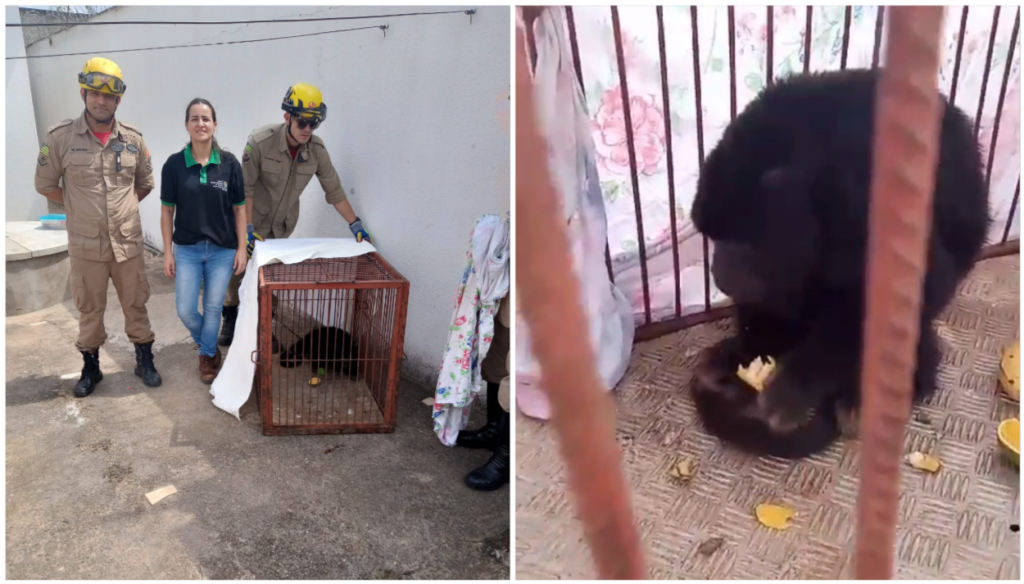 Imagem Ilustrando a Notícia: Macaco guariba invade casa e assusta moradores do Residencial Veredas dos Buritis, em Goiânia