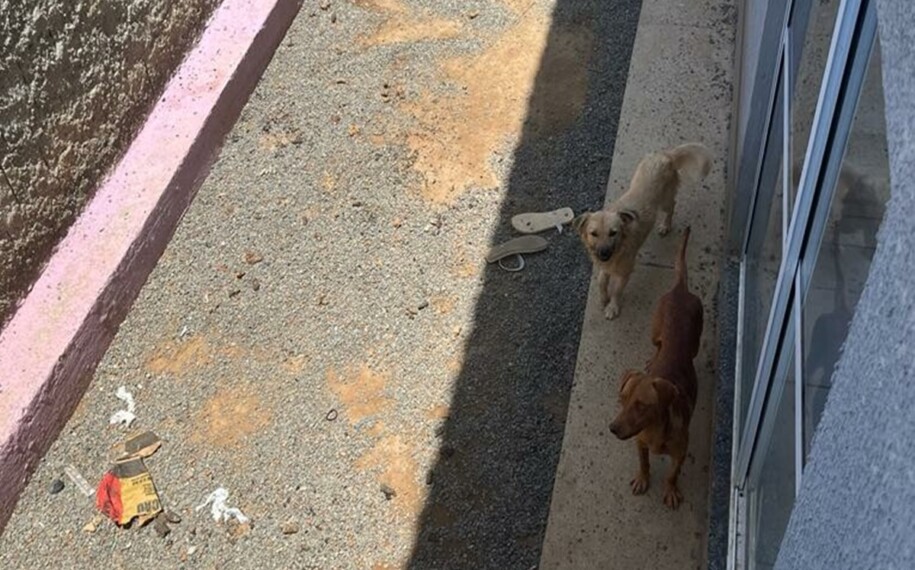Imagem Ilustrando a Notícia: Polícia civil resgata cães abandonados em Valparaíso