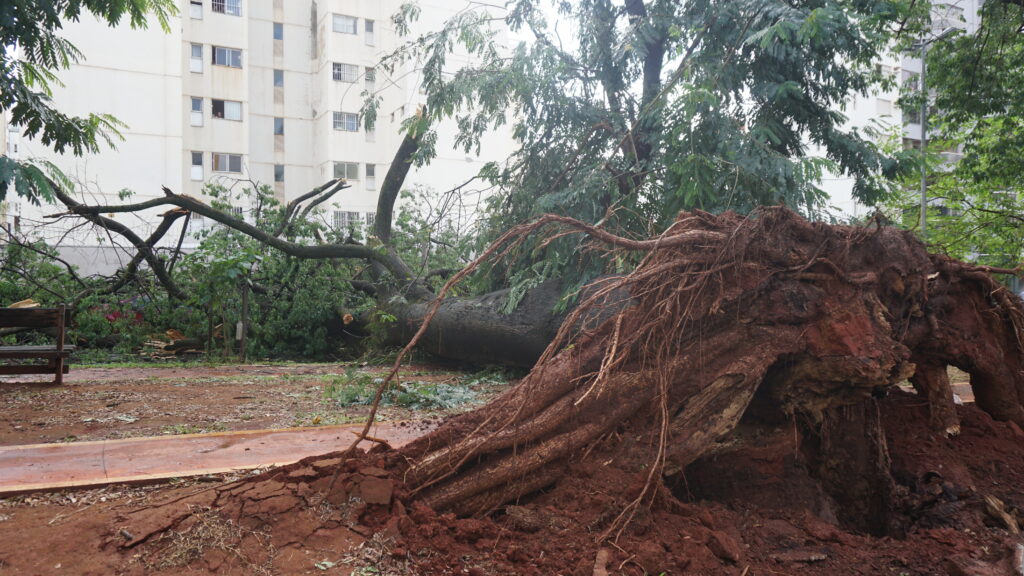 Imagem Ilustrando a Notícia: Chuva “relâmpago” derruba árvores e postes e deixa moradores sem energia na capital