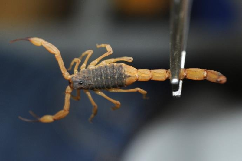 Imagem Ilustrando a Notícia: Goiás registra mais de 600 picadas de escorpiões
