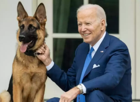 Imagem Ilustrando a Notícia: Após série de mordidas em funcionários, cachorro de Joe Biden é expulso da Casa Branca