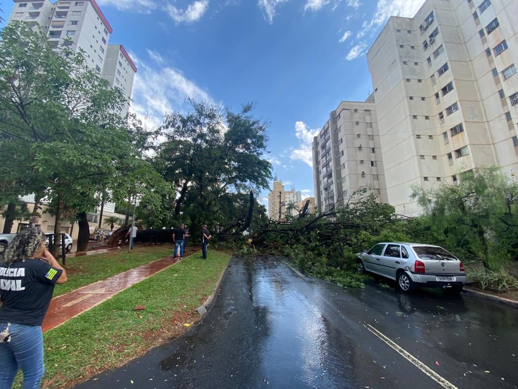 Imagem Ilustrando a Notícia: Chuva forte derruba árvores e trava trânsito, em Goiânia