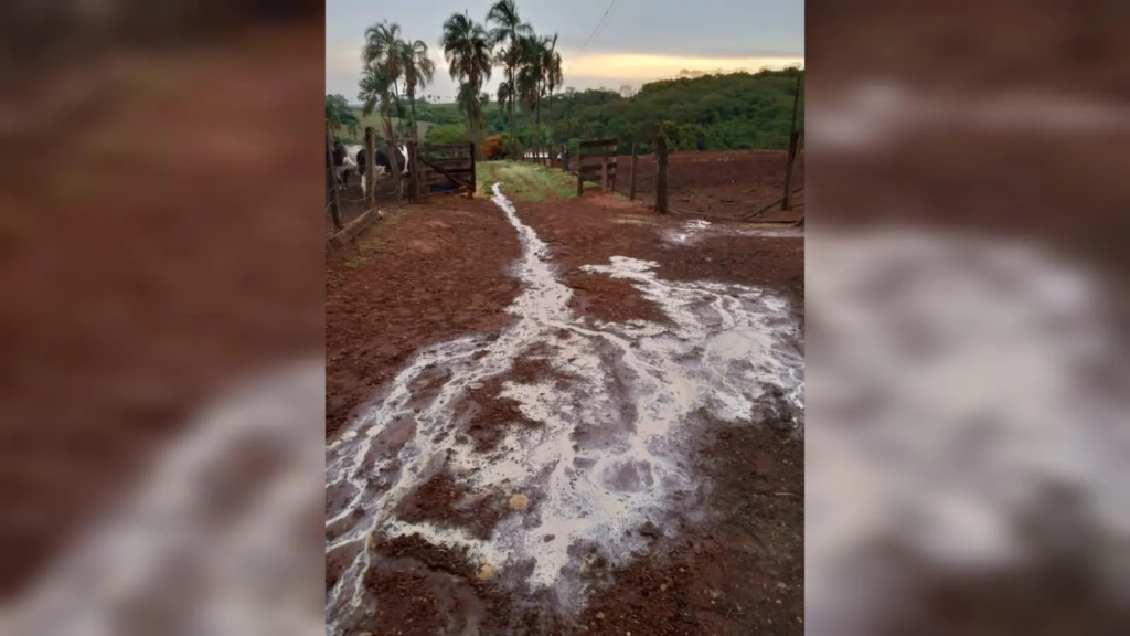 Imagem Ilustrando a Notícia: Produtora joga 750 litros de leite fora após fazenda ficar sem energia, em Orizona