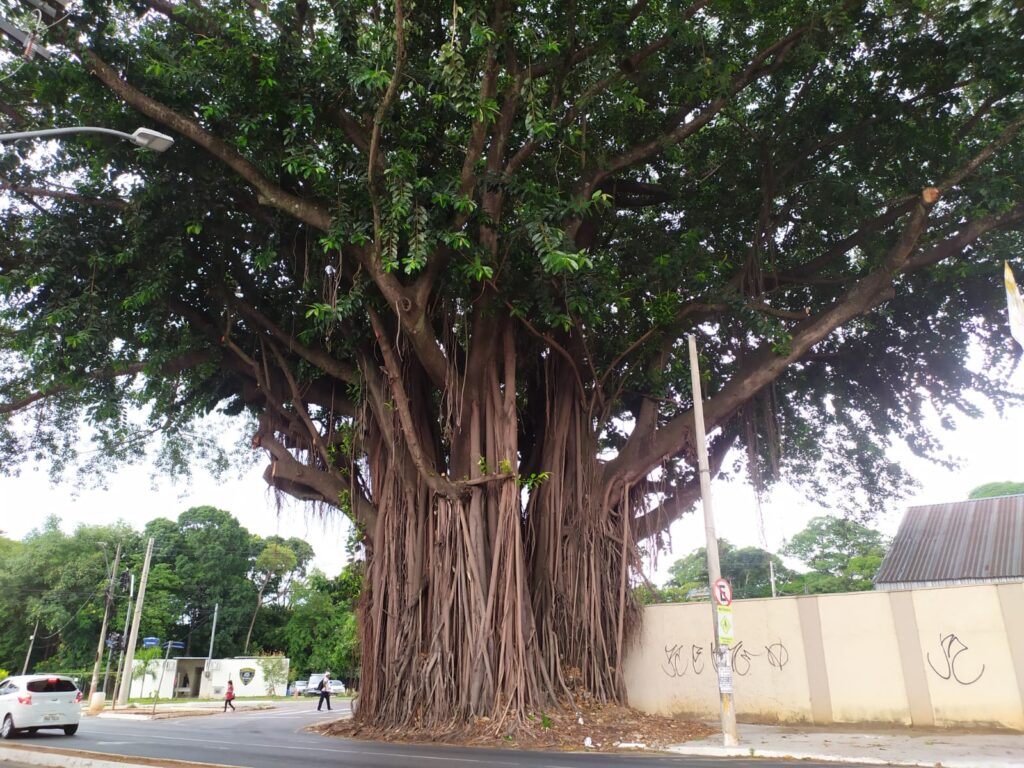 Imagem Ilustrando a Notícia: A importância da preservação das ‘árvores gigantes’ de Goiânia
