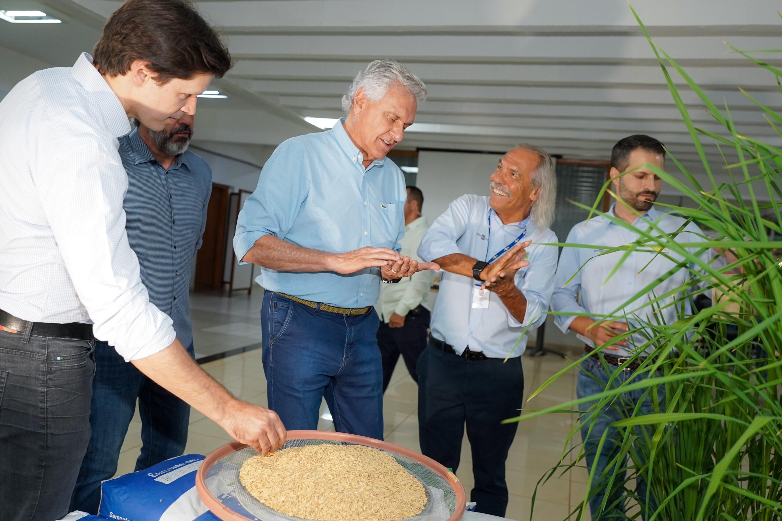 Imagem Ilustrando a Notícia: Produção de arroz pode se expandir em Goiás com novas variedades 
