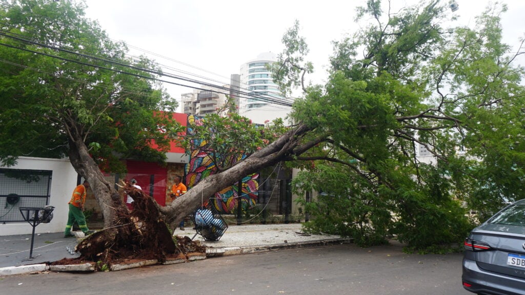 Imagem Ilustrando a Notícia: Dia seguinte à tempestade com granizo tem 60 árvores e galhadas caídas e trânsito lento 