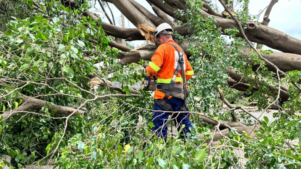 Imagem Ilustrando a Notícia: 289 árvores caíram em Goiânia nos últimos 25 dias