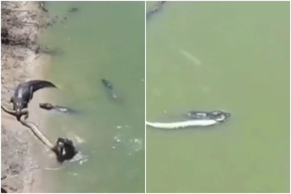 Imagem Ilustrando a Notícia: Vídeo: Sucuri gigante vira ‘almoço’ de jacarés e acaba sendo disputada em lago do pantanal