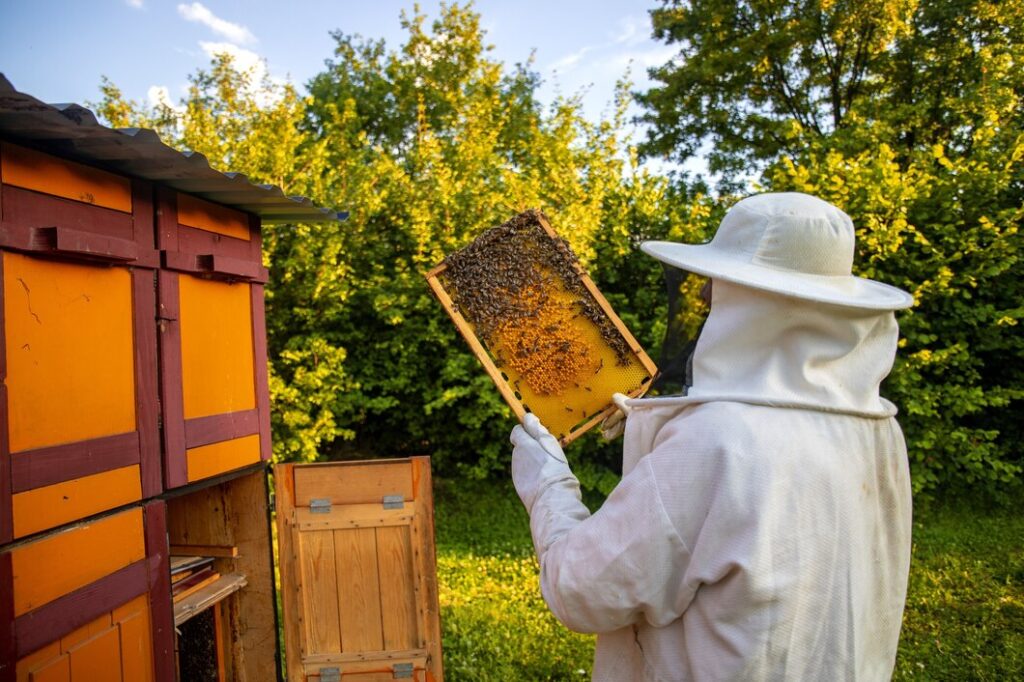 Imagem Ilustrando a Notícia: O bem-estar das abelhas melíferas e a reavaliação das práticas apícolas