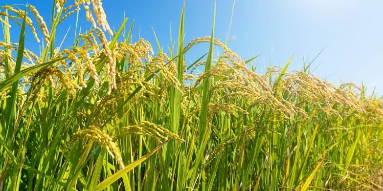 Imagem Ilustrando a Notícia: Com preços atrativos, produção goiana de arroz deve crescer 8,1%