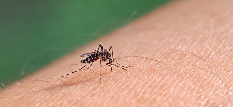 Imagem Ilustrando a Notícia: Preço alto é obstáculo para inclusão da vacina contra dengue no SUS; Ministério da Saúde avalia propostas