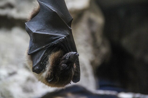 Imagem Ilustrando a Notícia: Redescoberta de morcego raro amplia sua área de distribuição no sul do Paraná