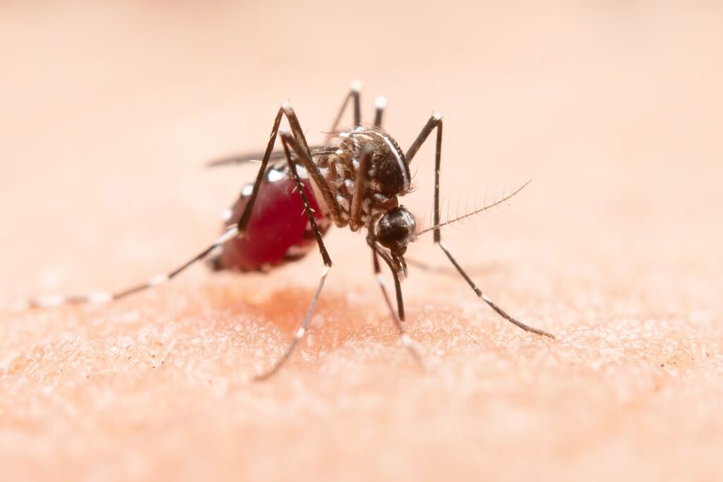 Imagem Ilustrando a Notícia: 18 municípios goianos estão na classificação de alto risco de dengue da SES-GO