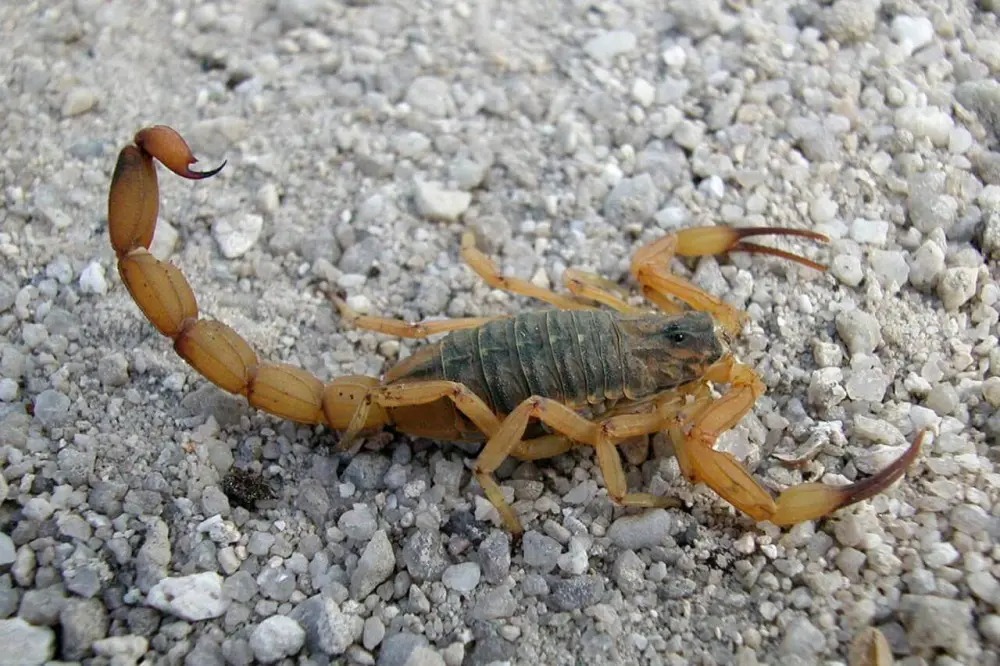 Imagem Ilustrando a Notícia: Temidos, escorpiões têm um lado que pode salvar vidas