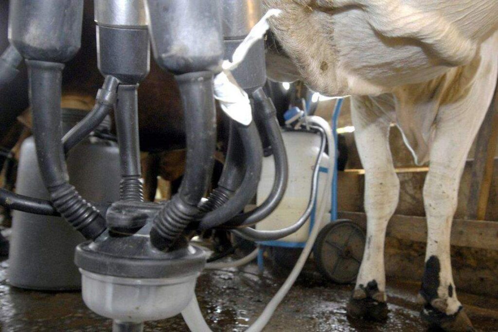 Imagem Ilustrando a Notícia: Crédito de R$ 707 mi trará alívio a produtores de leite, mas é solução paliativa