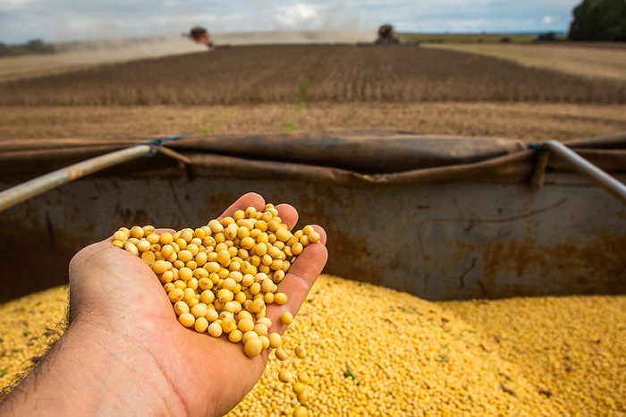 Imagem Ilustrando a Notícia: Produtores de soja temem perdas de até 23% na colheita de 2023/24