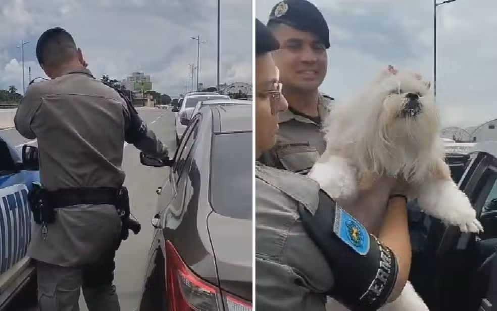 Imagem Ilustrando a Notícia: PM resgata cadela presa em carro; tutora é detida por maus tratos