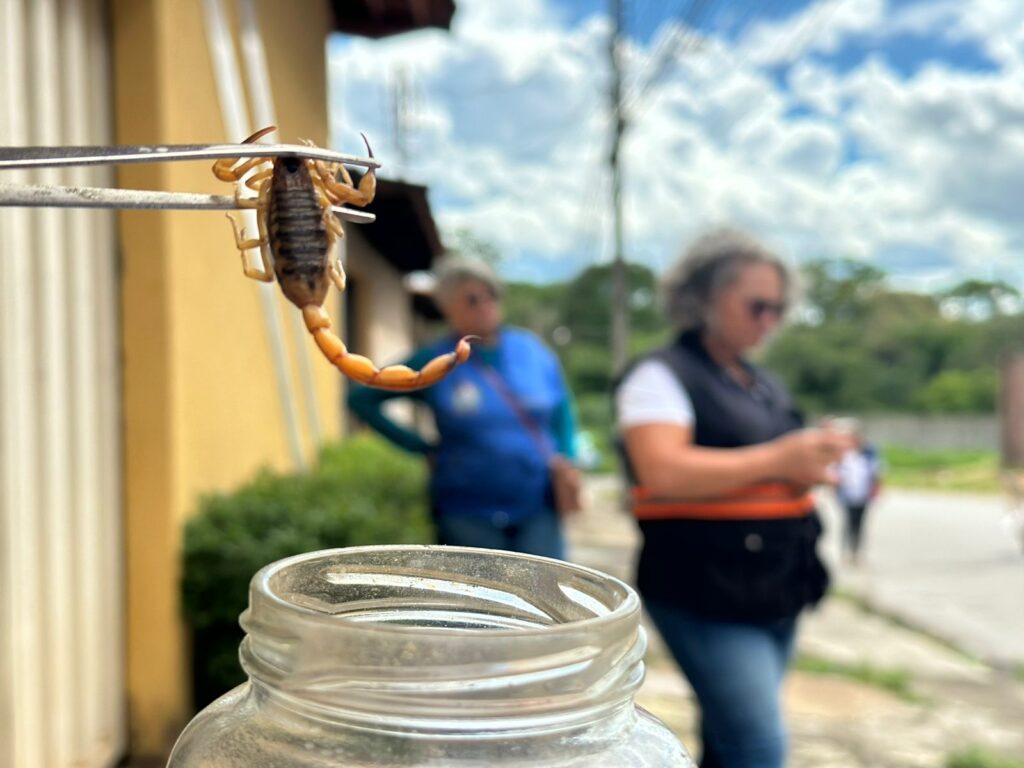 Imagem Ilustrando a Notícia: Escorpiões invadem casas e causam preocupação em cidades goianas