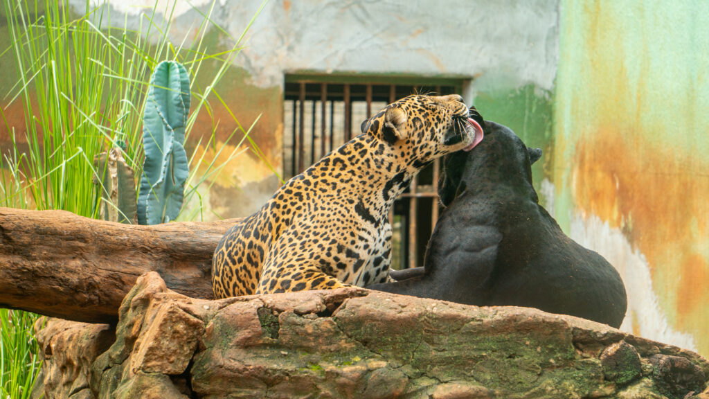 Imagem Ilustrando a Notícia: Importância do Zoológico de Goiânia vai além da visitação do público